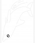 Delfíni dětské omalovánky ke stažení
