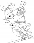 Ptáci milá online omalovánka pro děti