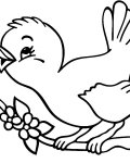 Ptáci omalovánky pro děti k vytisknutí